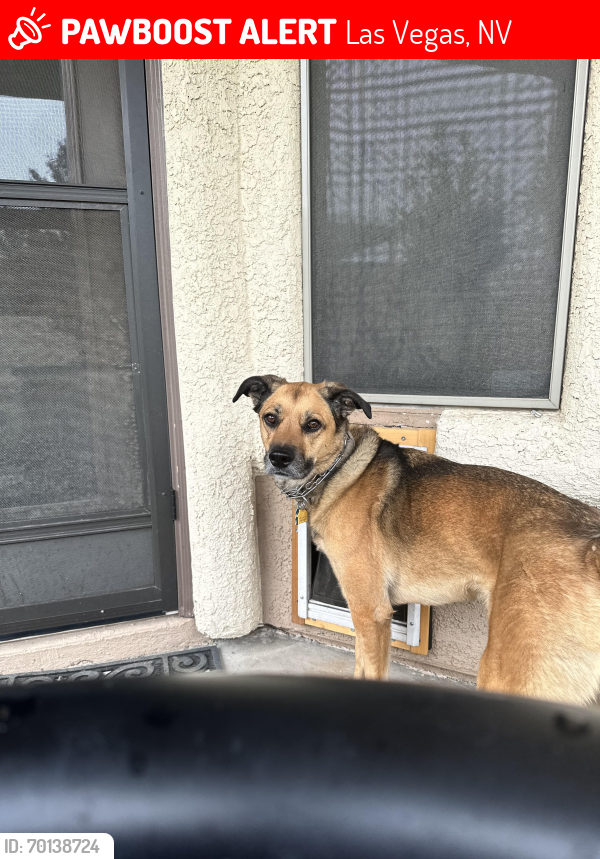 Lost Female Dog last seen Anasazi and Town center , Las Vegas, NV 89144