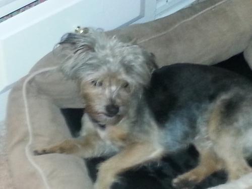 Lost Male Dog last seen Mountain and West D Street, Ontario, CA 91762