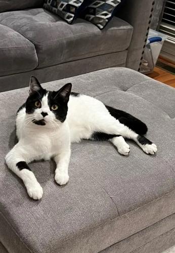Lost Male Cat last seen Tom Query Rd and Wills Run Place Harrisburg , Harrisburg, NC 28075