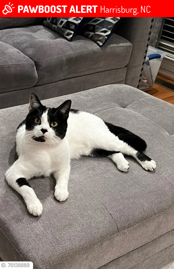 Lost Male Cat last seen Tom Query Rd and Wills Run Place Harrisburg , Harrisburg, NC 28075
