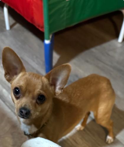 Lost Male Dog last seen Bonita neighborhood , San Jose, CA 95116