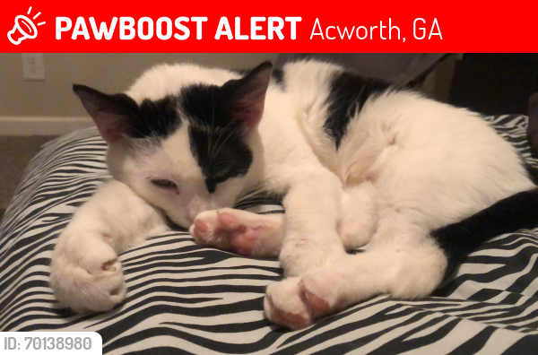 Lost Female Cat last seen Oak Grove Elementary School, Acworth, GA 30102