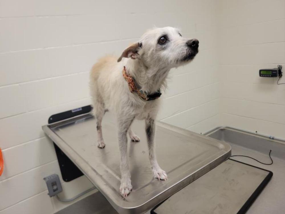 Shelter Stray Male Dog last seen GREENBACK & SYLRAN, Auburn, CA 95603