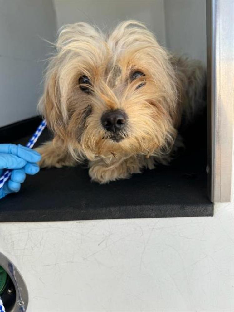 Shelter Stray Male Dog last seen Near BLK LA MESA DR, BAKERSFIELD CA, Bakersfield, CA 93307