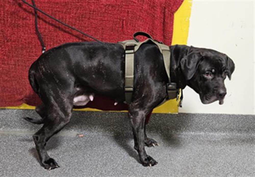 Shelter Stray Female Dog last seen , Los Angeles, CA 90031