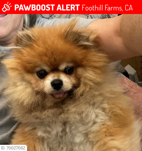 Lost Female Dog last seen Diablo and Elkhorn, Foothill Farms, CA 95842