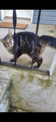 Lost Male Cat last seen Drake road, Bedford, OH 44146