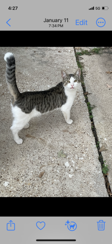 Lost Male Cat last seen Denton Hwy and Beach st, Fort Worth, TX 76117