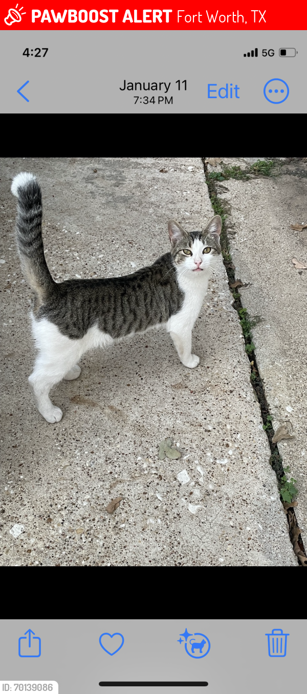 Lost Male Cat last seen Denton Hwy and Beach st, Fort Worth, TX 76117