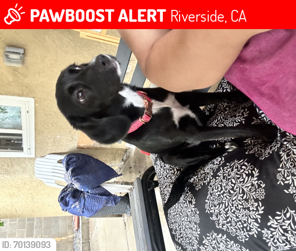 Lost Female Dog last seen Valverda ave and college st, Riverside, CA 92505