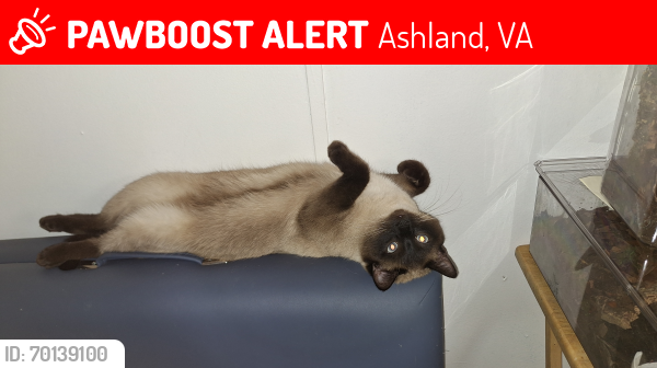 Lost Male Cat last seen Near of 2 places he got out of car. Near atlee family dentist or new market rd and S. Leburnum rd, Ashland, VA 23005