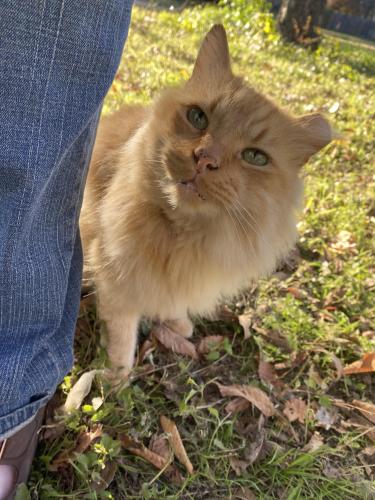 Lost Male Cat last seen Behind the Zen apmts on Center and Mitc, across from The Greens at UTA, Arlington, TX 76010