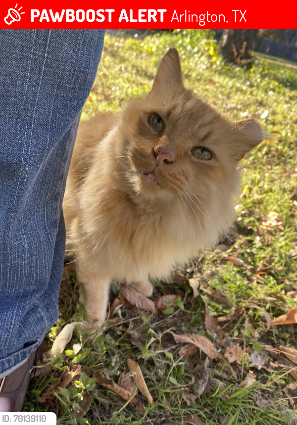 Lost Male Cat last seen Behind the Zen apmts on Center and Mitc, across from The Greens at UTA, Arlington, TX 76010
