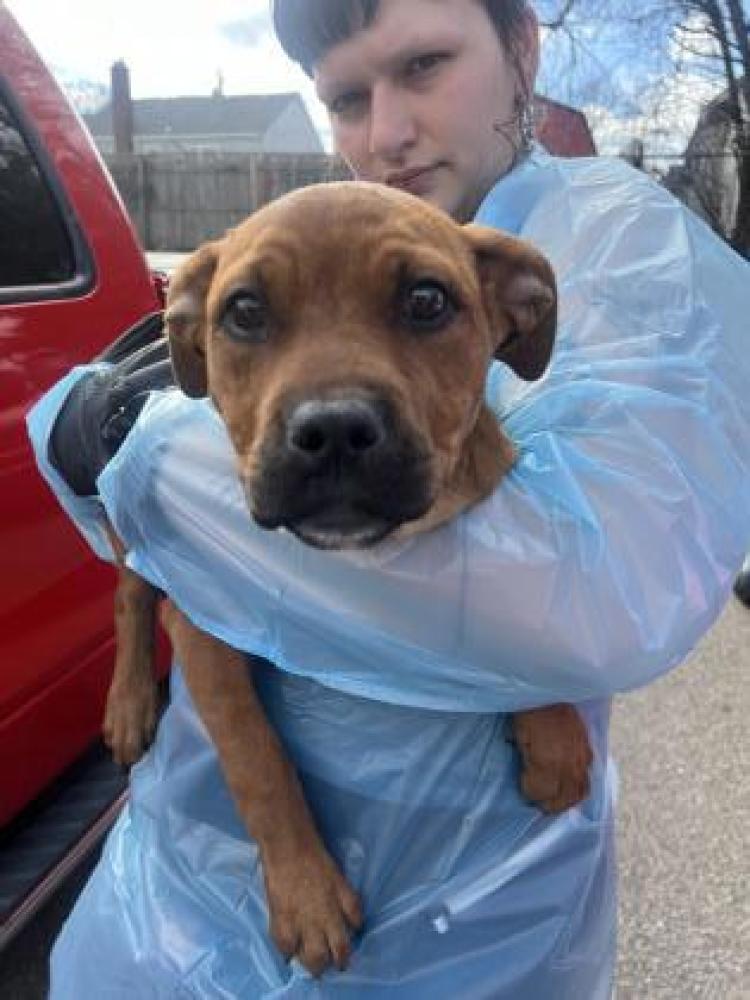 Shelter Stray Female Dog last seen Cincinnati, OH 45220, Cincinnati, OH 45223