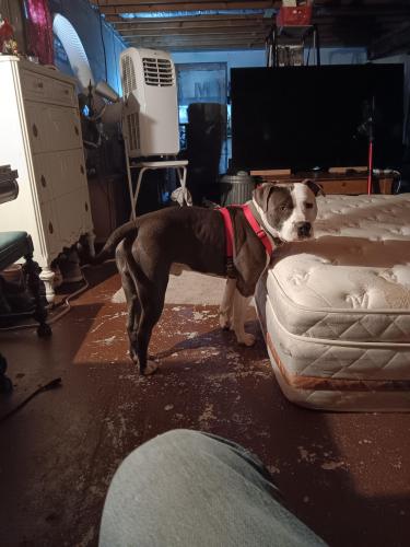 Lost Male Dog last seen 44th and Pecos and Chaffee park, Denver, CO 80204