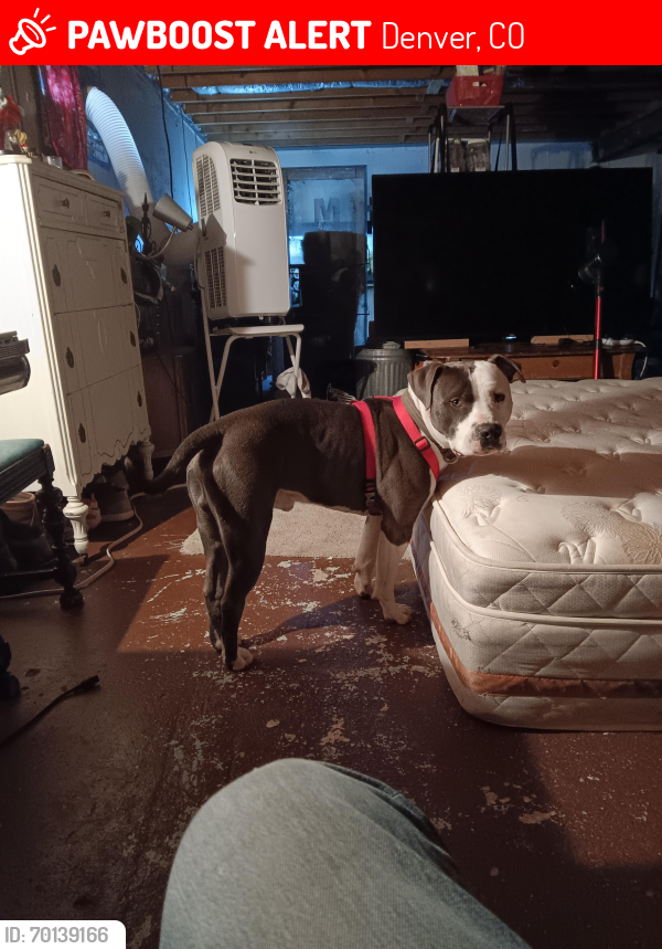 Lost Male Dog last seen 44th and Pecos and Chaffee park, Denver, CO 80204