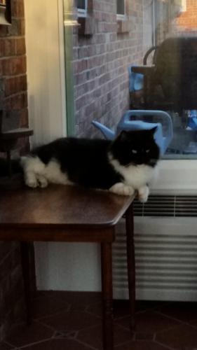 Lost Male Cat last seen Gary/Independence , Fort Smith, AR 72901