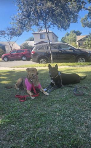 Lost Female Dog last seen Tenaya and pinehurst , South Gate, CA 90280
