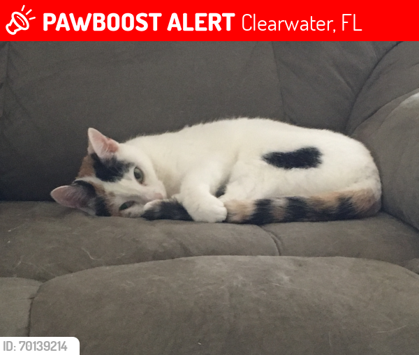 Lost Female Cat last seen Keene Rd & Virginia Ave, Clearwater, FL 33763