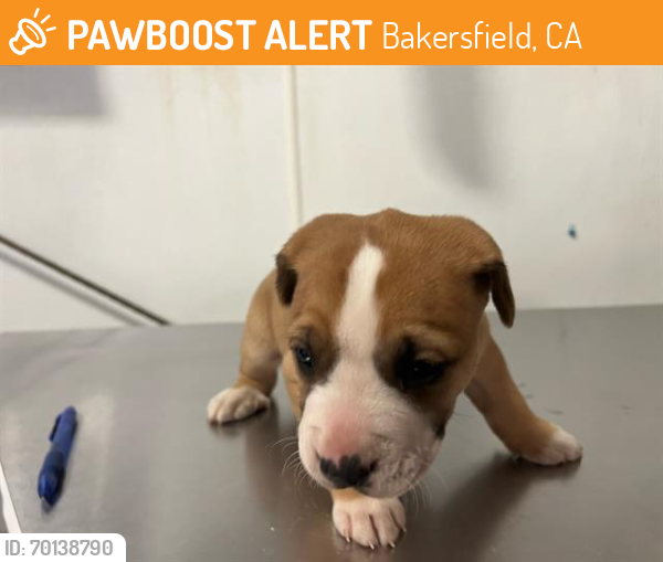 Shelter Stray Male Dog last seen Near BLOCK WILLARD ST, BAKERSFIELD CA 93314, Bakersfield, CA 93308