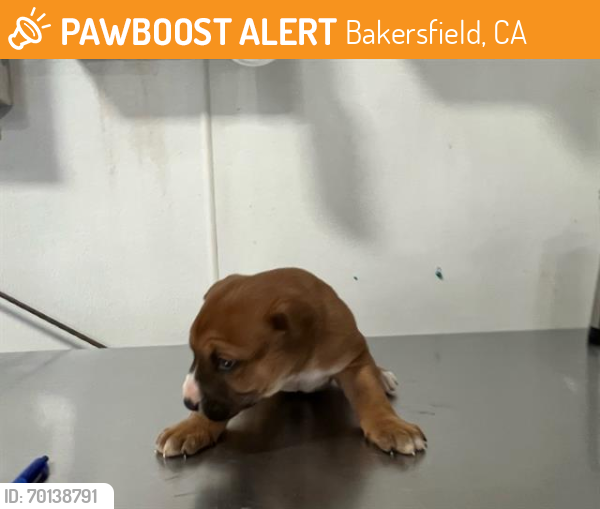 Shelter Stray Male Dog last seen Near BLOCK WILLARD ST, BAKERSFIELD CA 93314, Bakersfield, CA 93308