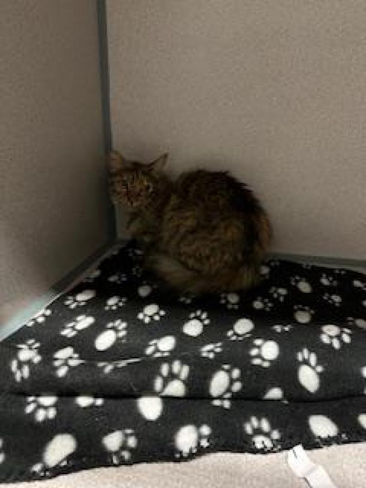 Shelter Stray Female Cat last seen DORRANCE ST, BAKERSFIELD CA 93307, Bakersfield, CA 93308