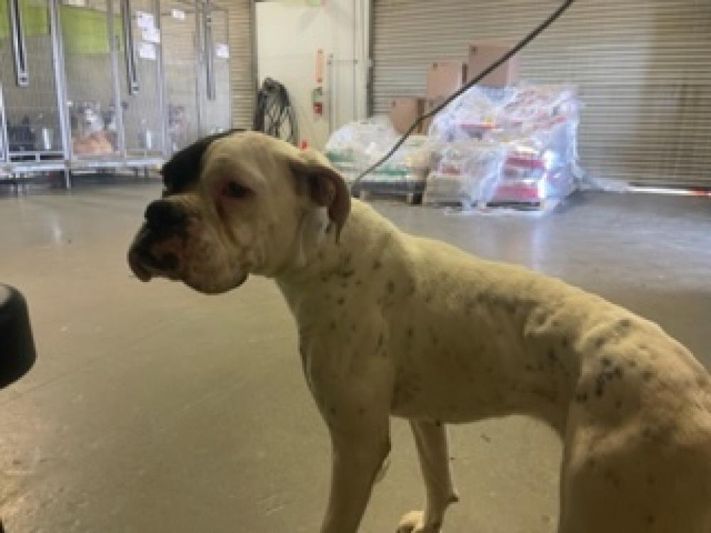Shelter Stray Female Dog last seen Near BLOCK 5TH AVE, ARVIN CA 93203, Bakersfield, CA 93308
