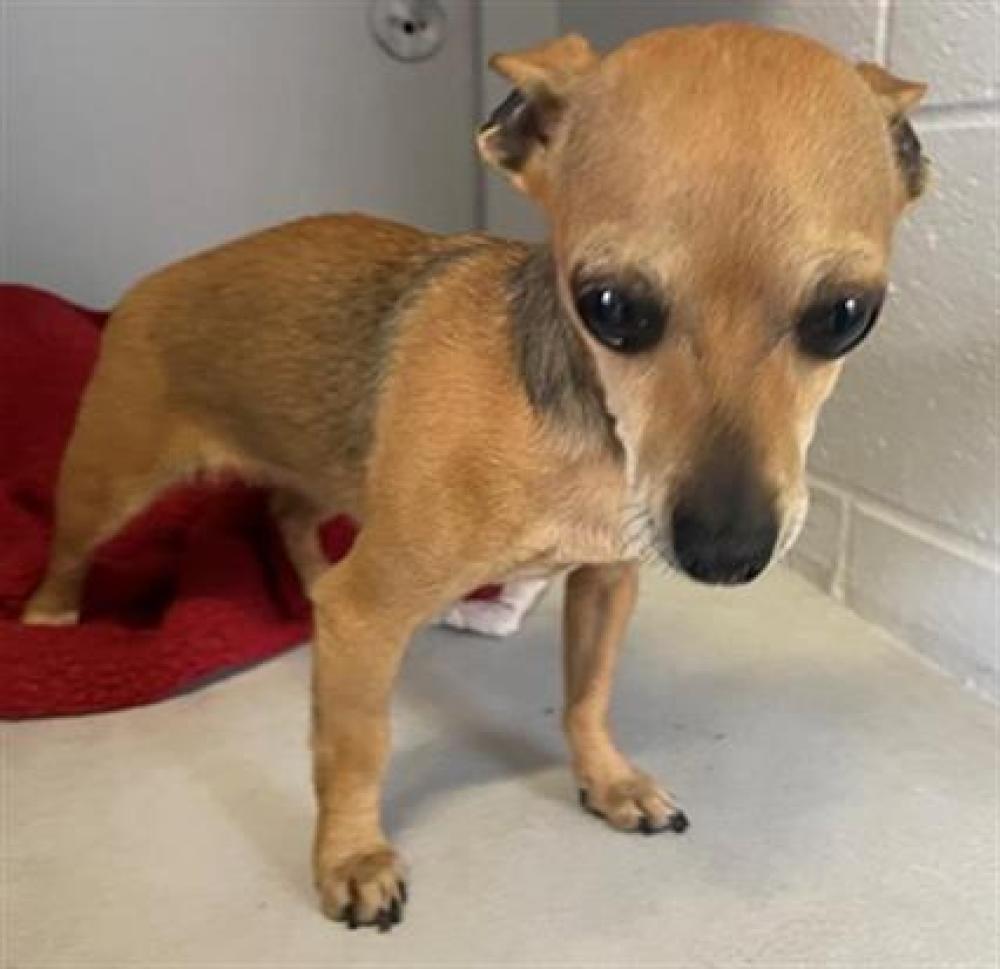 Shelter Stray Female Dog last seen 17TH AVE & 50TH ST, Sacramento, CA 95818