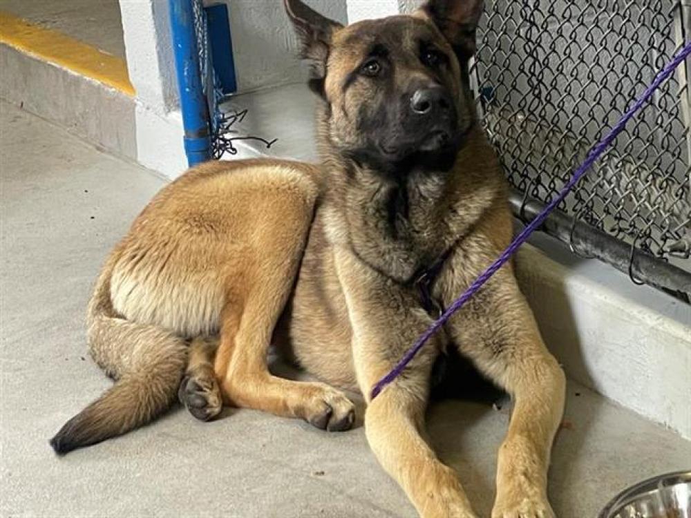 Shelter Stray Male Dog last seen ARLINGTON AVE & 19TH AVE, Sacramento, CA 95818