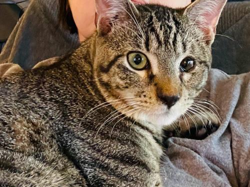 Lost Male Cat last seen Eisenhower , Carrollton, TX 75007