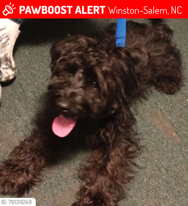 Lost Male Dog last seen Thurmond , Winston-Salem, NC 27105