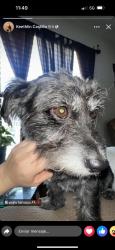 Lost Male Dog last seen Saturn rd and greenwood, Garland, TX 75041