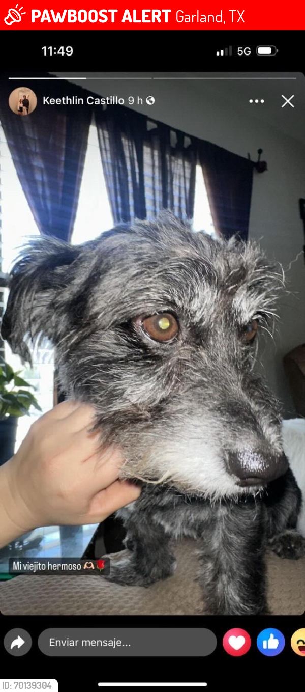 Lost Male Dog last seen Saturn rd and greenwood, Garland, TX 75041