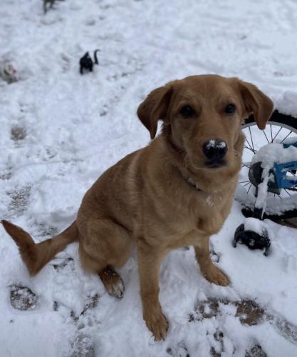Lost Female Dog last seen Osage & 34th, Amarillo, TX 79118