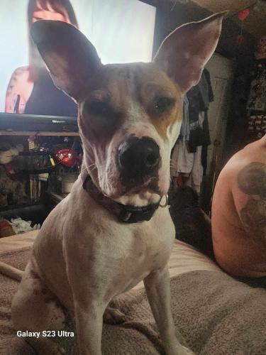 Lost Female Dog last seen West 149th Cleveland ohio, Cleveland, OH 44135
