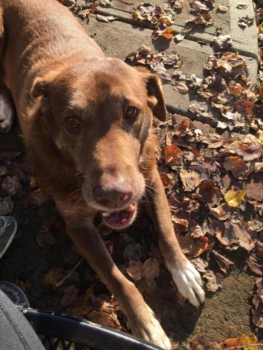 Lost Female Dog last seen Rail road tracks , Sanford, NC 27330