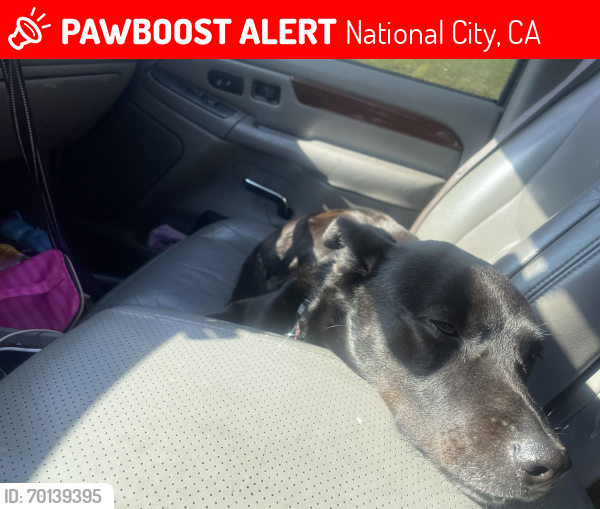 Lost Male Dog last seen K ave, National City, CA 91950