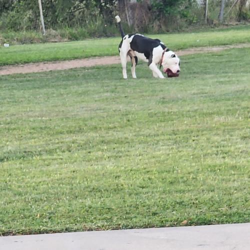 Lost Male Dog last seen Trojan Inwood park, Corpus Christi, TX 78416