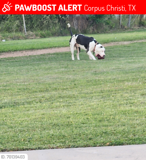Lost Male Dog last seen Trojan Inwood park, Corpus Christi, TX 78416