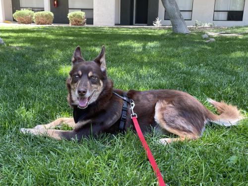 Lost Male Dog last seen San Mateo and Osuna, Albuquerque, NM 87110