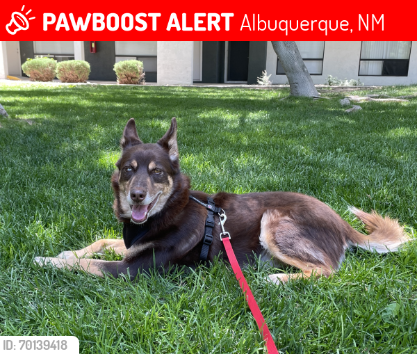 Lost Male Dog last seen San Mateo and Osuna, Albuquerque, NM 87110