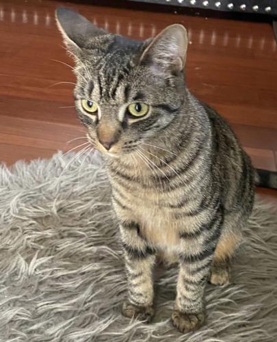 Lost Female Cat last seen greenbriar , Fairfax, VA 22033