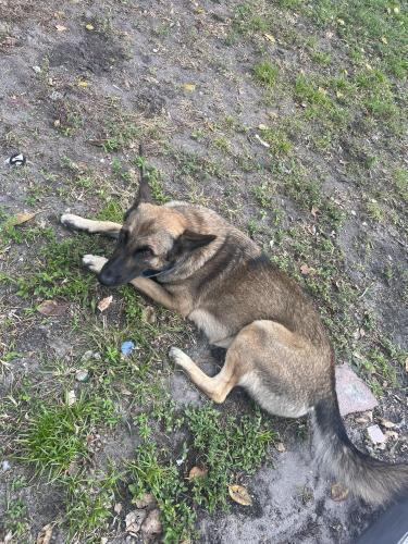 Lost Female Dog last seen Near Berkeley blv, Fort Lauderdale, FL 33312
