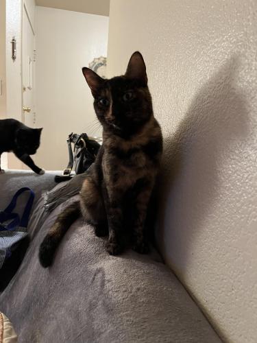 Lost Female Cat last seen 41st Ave and Bayview Ave , San Mateo, CA 94403