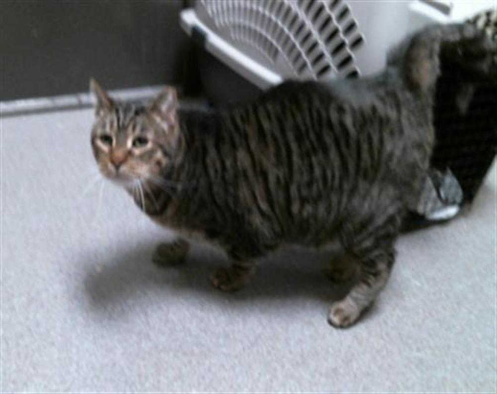 Shelter Stray Male Cat last seen Near BLOCK N VINE ST, DENVER CO 80206, Denver, CO 80223