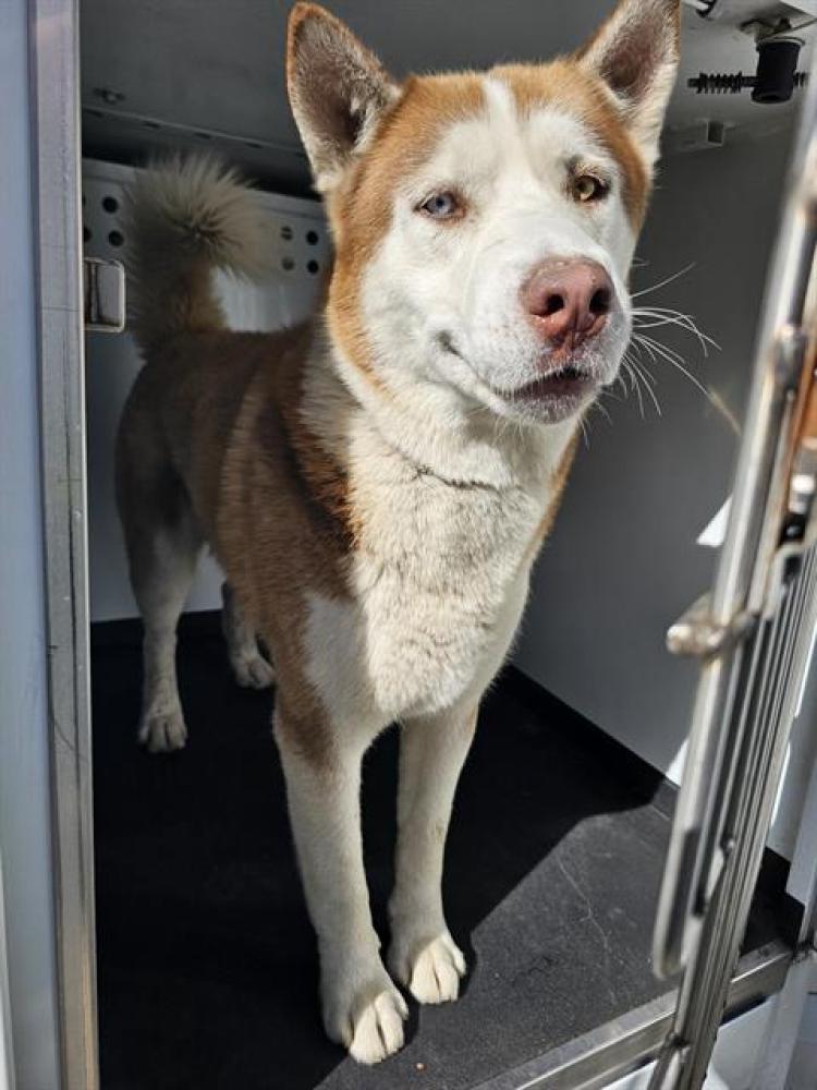 Shelter Stray Male Dog last seen Near BLK TRUXTUN AVE,BAKERSFIELD,CA, Bakersfield, CA 93307
