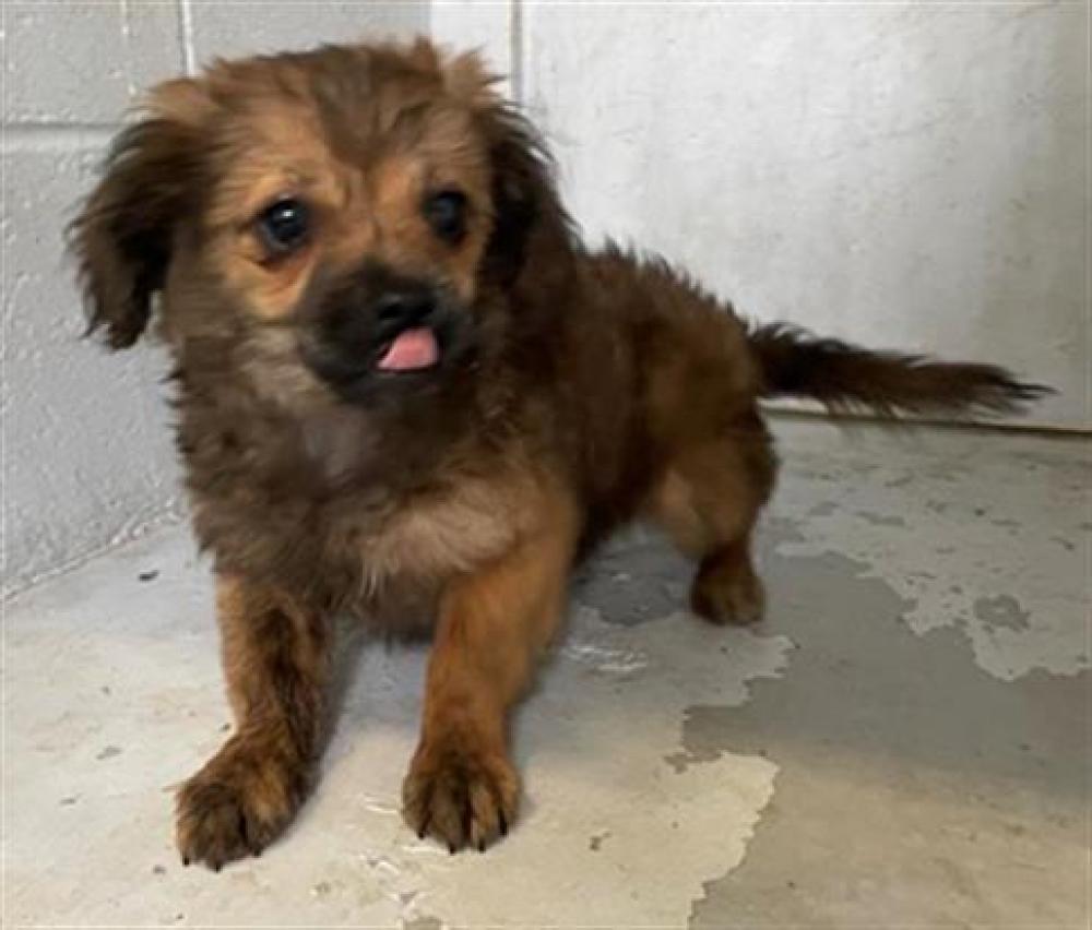 Shelter Stray Male Dog last seen 69TH ST & BRADY CT, Sacramento, CA 95818