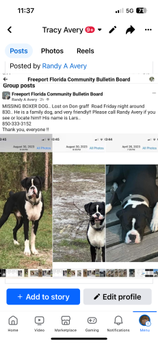Lost Male Dog last seen Freeport Florida , Freeport, FL 32439