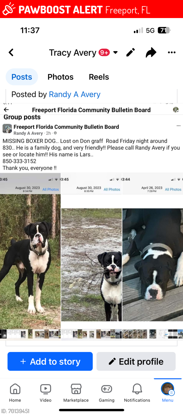 Lost Male Dog last seen Freeport Florida , Freeport, FL 32439