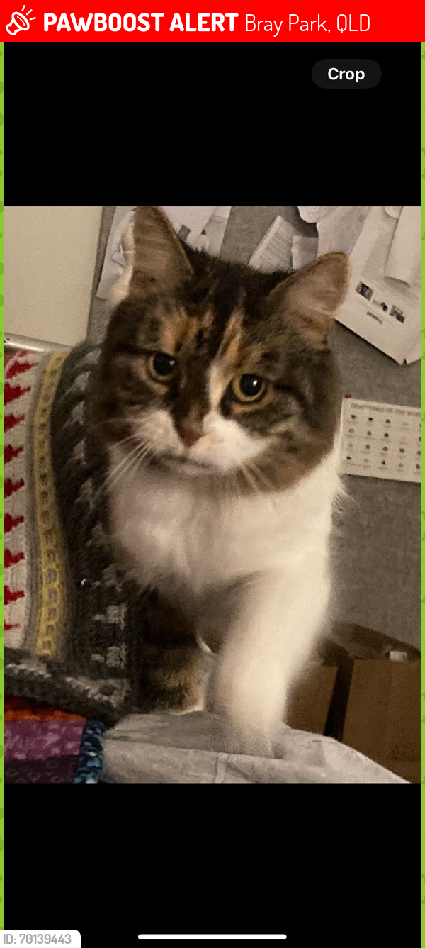 Lost Female Cat last seen Young’s crossing road, Bray Park, QLD 4500